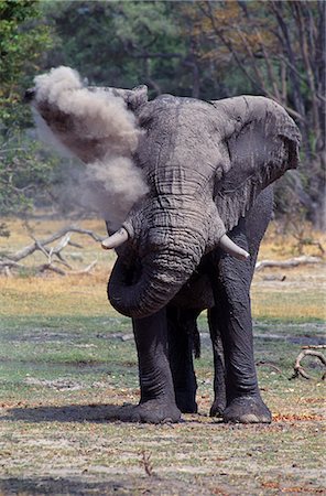 Botswana,Okavango Delta,Moremi Game Reserve. Bull elephant (loxodonta africana) throwing dust on himself after a mudbath. Stock Photo - Rights-Managed, Code: 862-03289520