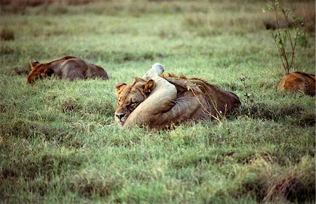 delta d'okavango - Une lionne de la Pride de Tsaro se lèche propre Photographie de stock - Rights-Managed, Code: 862-03289535