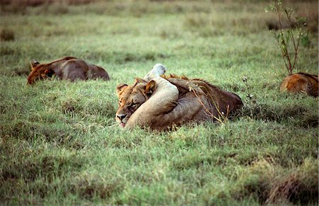 A lioness of the Tsaro Pride licks herself clean Stock Photo - Rights-Managed, Code: 862-03289535