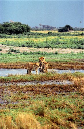 Botswana,Okavango Delta,Moremi Game Reserve. Young lions from the Tsaro Pride cross a stream Foto de stock - Direito Controlado, Número: 862-03289537