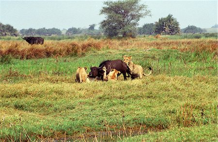 prey - Botswana,Okavango Delta,Moremi Game Reserve. Lions of the Tsaro Pride bringing down a Buffalo Stock Photo - Rights-Managed, Code: 862-03289538