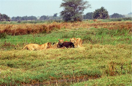 Botswana,Okavango Delta,Moremi Game Reserve. Lions of the Tsaro Pride feeding on a Buffalo they have killed Stock Photo - Rights-Managed, Code: 862-03289539