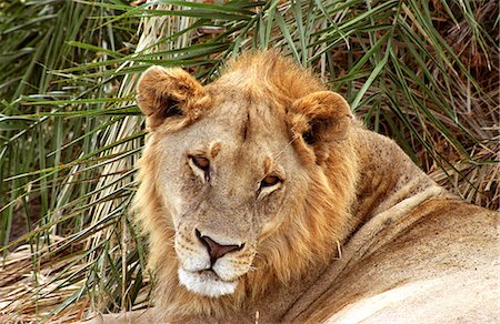 simsearch:614-03784233,k - Tsaro Pride Male (Panthera leo) Foto de stock - Con derechos protegidos, Código: 862-03289530