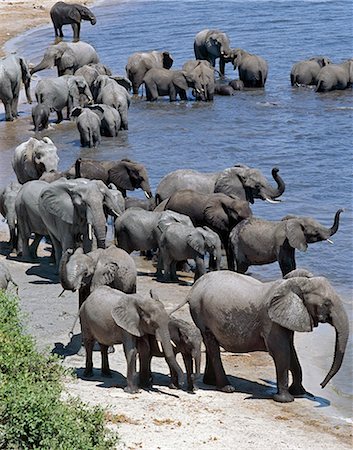 simsearch:862-03820188,k - Un grand troupeau d'éléphants boire à la rivière Chobe. Éléphants peuvent passer plusieurs jours sans eau, mais boire et se baigner tous les jours par choix.Durant la saison sèche, quand tous les trous d'eau saisonniers et casseroles ont séché, des milliers d'animaux sauvages convergent sur la rivière Chobe, à la frontière entre le Botswana et la Namibie. Le parc est justement célèbre pour ses grands troupeaux d'éléphants et de buffles. Photographie de stock - Rights-Managed, Code: 862-03289545