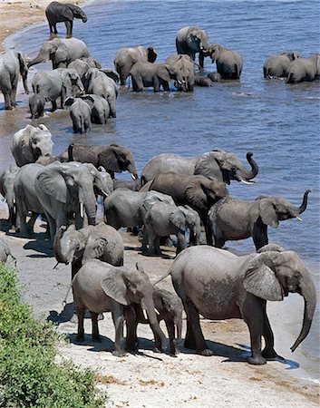 elephant botswana - Un grand troupeau d'éléphants boire à la rivière Chobe. Éléphants peuvent passer plusieurs jours sans eau, mais boire et se baigner tous les jours par choix.Durant la saison sèche, quand tous les trous d'eau saisonniers et casseroles ont séché, des milliers d'animaux sauvages convergent sur la rivière Chobe, à la frontière entre le Botswana et la Namibie. Le parc est justement célèbre pour ses grands troupeaux d'éléphants et de buffles. Photographie de stock - Rights-Managed, Code: 862-03289545