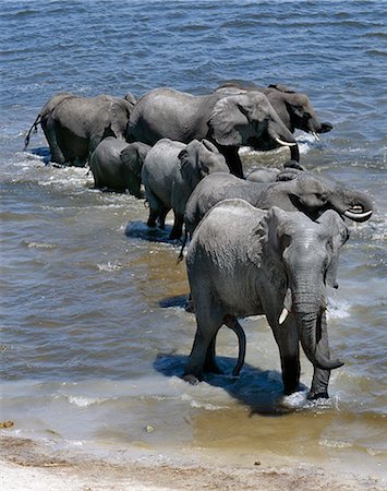 simsearch:862-03366333,k - Elephants drink at the Chobe River. Elephants can go several days without water but drink and bathe daily by choice.In the dry season when all the seasonal waterholes and pans have dried,thousands of wild animals converge on the Chobe River,the boundary between Botswana and Namibia. The park is justifiably famous for its large herds of elephants and buffaloes. Stock Photo - Rights-Managed, Code: 862-03289546