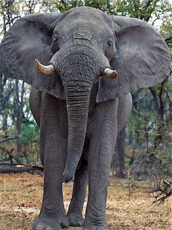 Un éléphant mâle solitaire semble menaçant dans une zone boisée de la réserve faunique de Moremi. Moremi comprend l'île de chef et a été la première réserve en Afrique à être créé par les indigènes africains. Protéger les écosystèmes riches et diversifiés des régions centrales et orientales du Delta de l'Okavango, Moremi est le seul endroit accessible par véhicule à moteur par temps sec. Photographie de stock - Rights-Managed, Code: 862-03289540