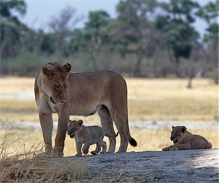 simsearch:862-03820195,k - Une lionne et ses deux oursons de jouer sur une terrasse ombragée dans le Reserve.Moremi de la faune de Moremi comprend l'île de chef et a été la première réserve en Afrique à être créé par les indigènes africains. Protéger les écosystèmes riches et diversifiés des régions centrales et orientales du Delta de l'Okavango, Moremi est le seul endroit accessible par véhicule à moteur par temps sec. Photographie de stock - Rights-Managed, Code: 862-03289541