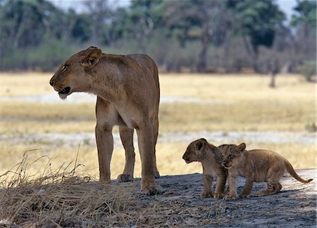 simsearch:862-03366451,k - A lioness and her two cubs pause on a shaded mound in the Moremi Wildlife Reserve.Moremi incorporates Chief's Island and was the first reserve in Africa to be created by indigenous Africans. Protecting the rich and diverse ecosystems of the central and eastern areas of the Okavango Delta,Moremi is the only area accessible by motor vehicle in dry weather. Foto de stock - Con derechos protegidos, Código: 862-03289542