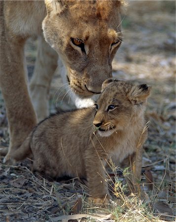 A lioness keeps a careful eye on her cub in the Moremi Wildlife Reserve.Moremi incorporates Chief's Island and was the first reserve in Africa to be created by indigenous Africans. Protecting the rich and diverse ecosystems of the central and eastern areas of the Okavango Delta,Moremi is the only area accessible by motor vehicle in dry weather. Fotografie stock - Rights-Managed, Codice: 862-03289543