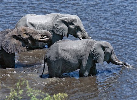 Elephants drink at the Chobe River. Elephants can go several days without water but drink and bathe daily by choice.In the dry season when all the seasonal waterholes and pans have dried,thousands of wild animals converge on the Chobe River,the boundary between Botswana and Namibia. The park is justifiably famous for its large herds of elephants and buffaloes.. Stock Photo - Rights-Managed, Code: 862-03289554