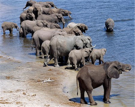 simsearch:862-03289575,k - Elephants drink at the Chobe River. Elephants can go several days without water but drink and bathe daily by choice.In the dry season when all the seasonal waterholes and pans have dried,thousands of wild animals converge on the Chobe River,the boundary between Botswana and Namibia. The park is justifiably famous for its large herds of elephants and buffaloes.. Foto de stock - Con derechos protegidos, Código: 862-03289555