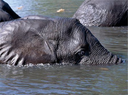 Elephants swim across the Chobe River.In the dry season when all the seasonal waterholes and pans have dried,thousands of wild animals converge on the Chobe River,the boundary between Botswana and Namibia. The park is justifiably famous for its large herds of elephants and buffaloes.. Stock Photo - Rights-Managed, Code: 862-03289557