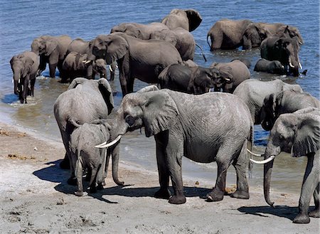 Elephants drink at the Chobe River. Elephants can go several days without water but drink and bathe daily by choice.In the dry season when all the seasonal waterholes and pans have dried,thousands of wild animals converge on the Chobe River,the boundary between Botswana and Namibia. The park is justifiably famous for its large herds of elephants and buffaloes. Foto de stock - Con derechos protegidos, Código: 862-03289550