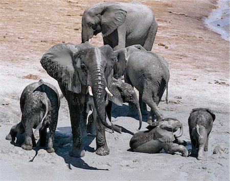 simsearch:862-03820183,k - Elephants enjoy a mud bath near the Chobe River waterfront.In the dry season when all the seasonal waterholes and pans have dried,thousands of wild animals converge on the Chobe River,the boundary between Botswana and Namibia. The park is justifiably famous for its large herds of elephants and buffaloes.. Foto de stock - Con derechos protegidos, Código: 862-03289552