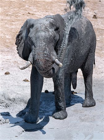 simsearch:862-03289575,k - A male elephant enjoys a mud bath near the Chobe River waterfront. In the dry season when all the seasonal waterholes and pans have dried,thousands of wild animals converge on the Chobe River,the boundary between Botswana and Namibia. The park is justifiably famous for its large herds of elephants and buffaloes.. Foto de stock - Con derechos protegidos, Código: 862-03289553