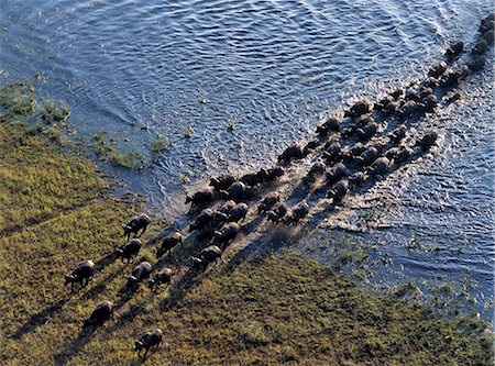 A large herd of buffalos cross a tributary of the Okavango River in the Okavango Delta of northwest Botswana. Stock Photo - Rights-Managed, Code: 862-03289565