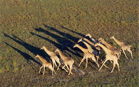 simsearch:862-03289569,k - Un troupeau de girafes de la savane avec ombres longues tôt le matin à partir de l'air dans le Delta de l'Okavango du Nord-Ouest du Botswana. Photographie de stock - Rights-Managed, Code: 862-03289567