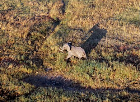 simsearch:862-03289599,k - Du haut des airs, un éléphant de beau mâle avec ombres longues tôt le matin dans le Delta de l'Okavango du Nord-Ouest du Botswana. Éléphants dans le Delta de l'Okavango ont généralement des défenses, qui sont épais mais assez court. Photographie de stock - Rights-Managed, Code: 862-03289569