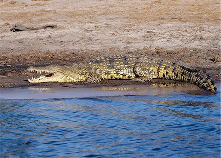 A Nile crocodile basks in the sun on the southern bank of the Chobe River. In the dry season when all the seasonal waterholes and pans have dried,thousands of wild animals converge on the Chobe River,the boundary between Botswana and Namibia. The park is justifiably famous for its large herds of elephants and buffaloes.. Stock Photo - Rights-Managed, Code: 862-03289560