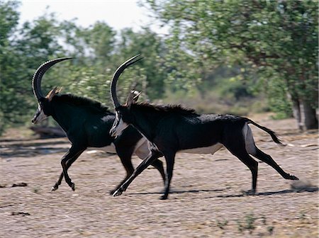 Two male Sable antelopes run across open bush country in the Chobe National Park. With their jet-black coats,and white faces and underbellies,the Sable is one of Africa's most beautiful antelopes.. Stock Photo - Rights-Managed, Code: 862-03289561