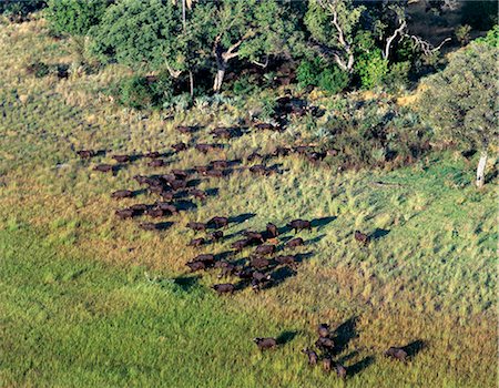 A large herd of Cape buffalo emerges from riverine forest in the Okavango Delta of northwest Botswana. Stock Photo - Rights-Managed, Code: 862-03289570
