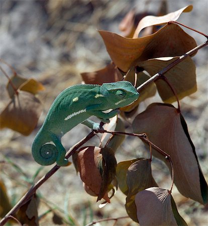 A chameleon remains motionless on a twig in the Moremi Wildlife Reserve of the Okavango Delta. Chameleons are a group of Old World lizards characterized by their ability to change body colour. About half the species occur in Madagascar and the others mainly in Africa south of the Sahara. Stock Photo - Rights-Managed, Code: 862-03289571