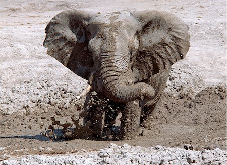 Un éléphant bénéficie d'une boue se vautrer dans le Parc National de Nxai Pan. Situé au nord de la Mkgadikgadi casseroles, ce parc de 2 658 km2 est plat et sans relief mais, après la pluie, ses prairies soutiennent une population de la grande faune transitoire. Photographie de stock - Rights-Managed, Code: 862-03289572