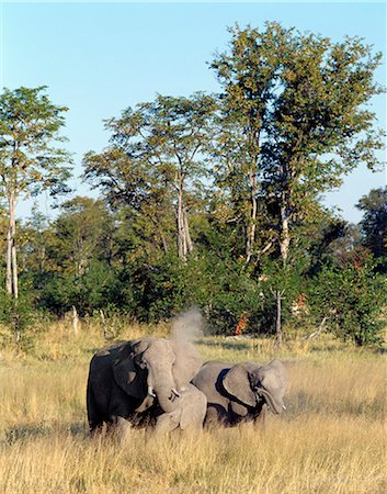 simsearch:862-03289564,k - Un petit groupe familial d'éléphants eux-mêmes la poussière dans le soleil d'après-midi tardif à la réserve de faune de Moremi. Réserve de faune de Moremi couvre 1 463 milles carrés du coin nord-est du marais Okavango et regorge de jeu. Photographie de stock - Rights-Managed, Code: 862-03289573