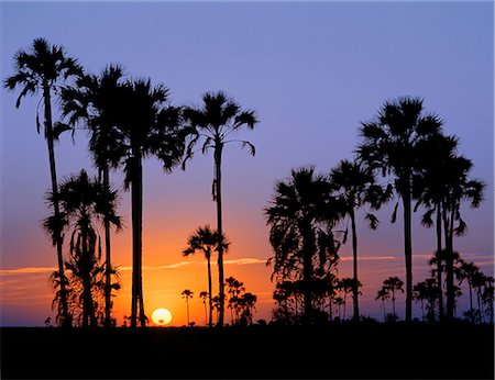 Sunset on the edge of the Ntwetwe saltpan where moklowane or African fan palms grow in profusion. Ntwetwe is the western of two huge saltpans,which comprise the immense Makgadikgadi region of the Northern Kalahari one of the largest expanses of saltpans in the world. Stock Photo - Rights-Managed, Code: 862-03289584