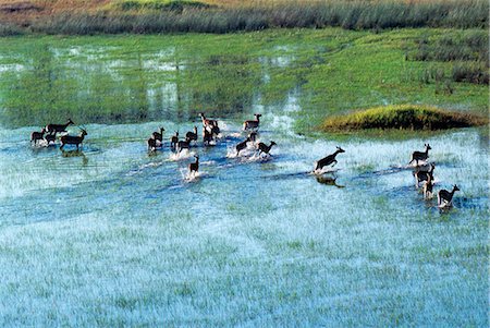 delta - Rouge cobes traversent une zone inondée peu profonde du fleuve Okavango dans le Delta de l'Okavango du Nord-Ouest du Botswana. Ces antilopes fortement construit vivent dans les marais et plaines d'inondation peu profonds pour lesquels leurs sabots évasés, allongées sont idéales. Photographie de stock - Rights-Managed, Code: 862-03289580