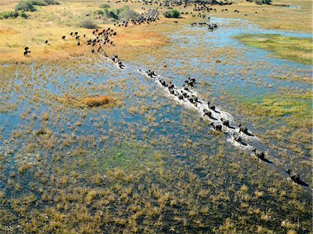 A herd of Cape buffalo cross a river in the Okavango Delta. Stock Photo - Rights-Managed, Code: 862-03289598