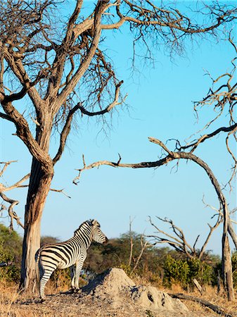 A Burchell’s zebra in dry scrub country. Stock Photo - Rights-Managed, Code: 862-03289614