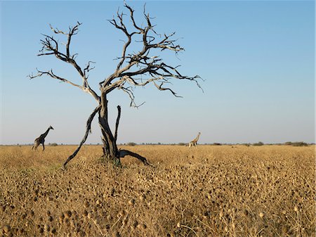 simsearch:862-03289619,k - Two giraffes cross a semi-arid land with dead trees and dry grass. Foto de stock - Con derechos protegidos, Código: 862-03289616