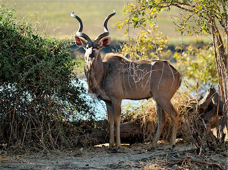 A male Greater Kudu blends into the dappled light of the riverine forest in Chobe National Park. Characterised by their magnificent double-spiralled corkscrew horns and torso stripes,these antelopes are quite common in Chobe’s woodlands. Foto de stock - Con derechos protegidos, Código: 862-03289619