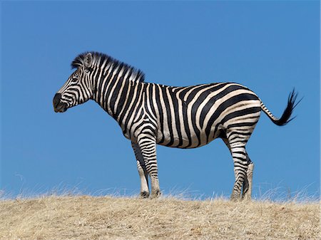 A Burchell's zebra. Stock Photo - Rights-Managed, Code: 862-03289613