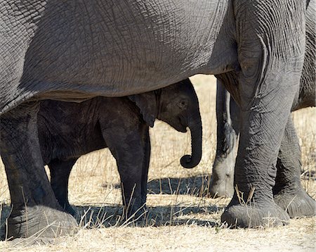 simsearch:862-03289619,k - A baby elephant shades itself beneath its mother in dry country near the Chobe River. Foto de stock - Con derechos protegidos, Código: 862-03289624