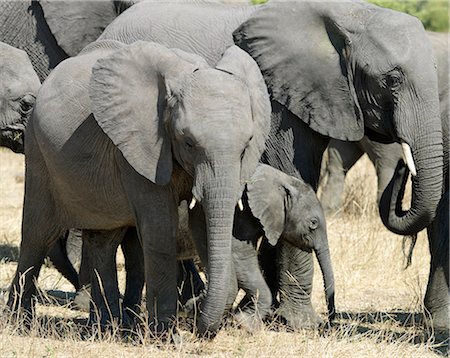 simsearch:862-03289566,k - Un troupeau d'éléphants dans les pays secs près de la rivière Chobe. Photographie de stock - Rights-Managed, Code: 862-03289625