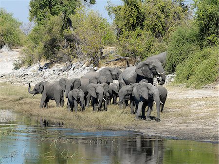 simsearch:862-03289564,k - Un troupeau d'éléphants à côté de la rivière Chobe. Photographie de stock - Rights-Managed, Code: 862-03289626