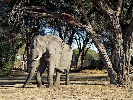 An elephant in Acacia woodland near the Khwai River. Stock Photo - Rights-Managed, Code: 862-03289628