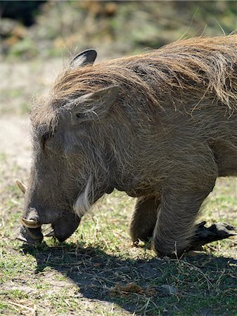 simsearch:862-03289619,k - A warthog grazes in Chobe National Park. They invariably graze on bended knee. Foto de stock - Con derechos protegidos, Código: 862-03289621