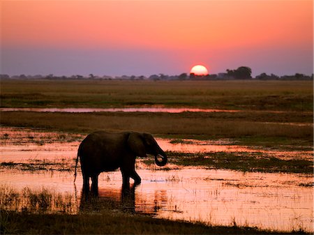 An elephant at sunset on the Chobe River. Stock Photo - Rights-Managed, Code: 862-03289630