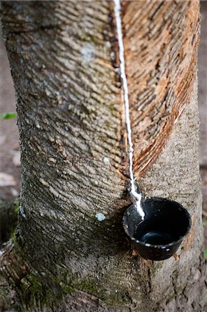 Rubber tree,Hevea brasiliensis,plantations on the banks of the Amazon,cut marks showing where the tree has been milked over a number of years and latex collected in cup below. Foto de stock - Con derechos protegidos, Código: 862-03289664