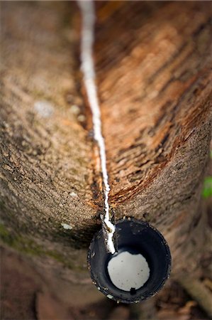 Rubber tree,Hevea brasiliensis,plantations on the banks of the Amazon,cut marks showing where the tree has been milked over a number of years and latex collected in cup below. Stock Photo - Rights-Managed, Code: 862-03289665