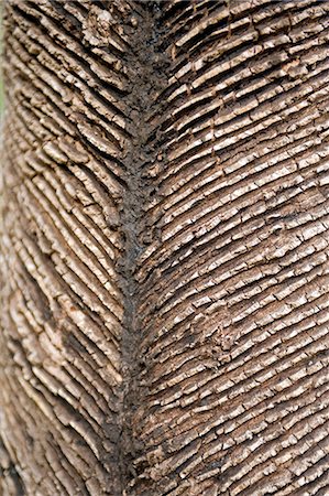 ficus - Rubber tree plantations on the banks of the Amazon,cut marks showing where the tree has been milked over a number of years. Foto de stock - Con derechos protegidos, Código: 862-03289661