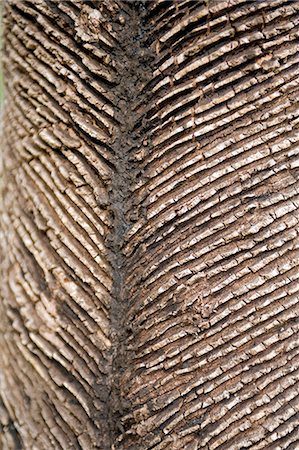 rubber plantation - Rubber tree plantations on the banks of the Amazon,cut marks showing where the tree has been milked over a number of years. Stock Photo - Rights-Managed, Code: 862-03289661