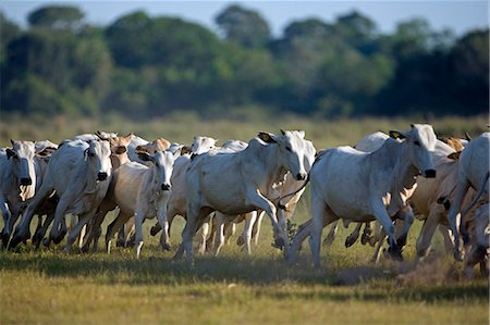 A herd of cattle are stampeding towards water. Ranching and cattle are important economic activities within the UNESCO Pantanal wetlands,Brazil. Fotografie stock - Rights-Managed, Codice: 862-03289704