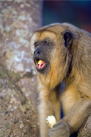 Black Howler Monkey eating a banana on the working ranch and wilderness lodge of Pousada Xaraes in the UNESCO Pantanal wetlands of Brazil Foto de stock - Con derechos protegidos, Código: 862-03289705