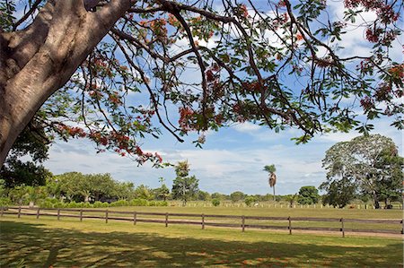 paraguay river - The bright blooms of the shade trees of Pousada Xaraes set amoungst the UNESCO wetlands of Pantanal in the Mato Grosso do Sur region of Brazil Stock Photo - Rights-Managed, Code: 862-03289709