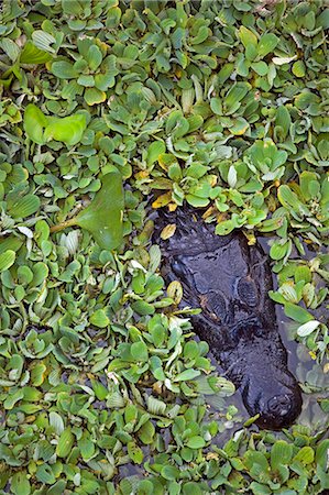 Caimen dans un trou d'eau qui se rétrécit en la matière de Pantanal du Mato Grosso a faire Sur région du Brésil Photographie de stock - Rights-Managed, Code: 862-03289714